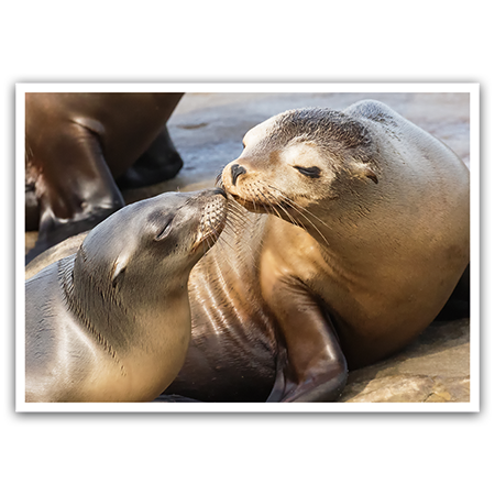  | Robbenküsschen
