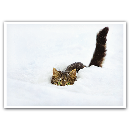   Katze im Schnee