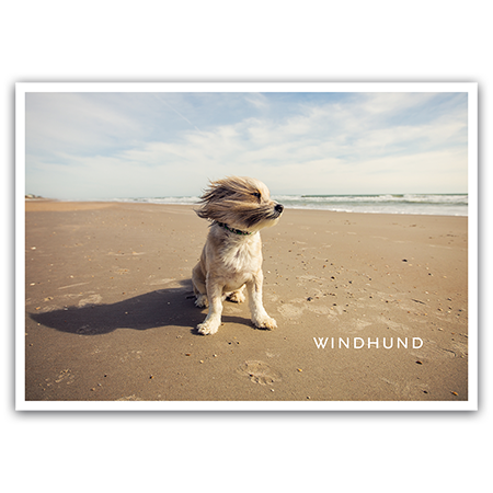 Windhund  Windhund