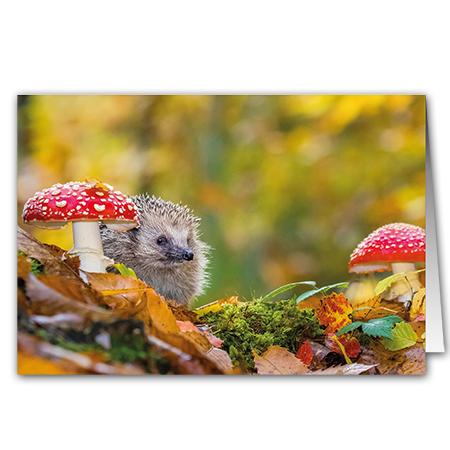  | Igel mit Pilz