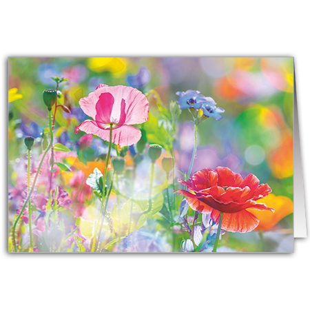  | Sommerwiese mit Mohnblumen