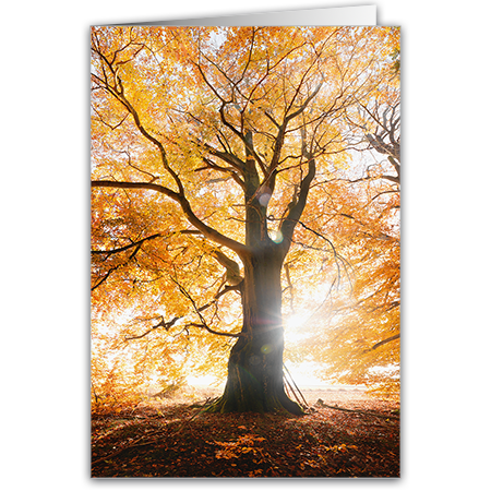  | Goldener Herbst