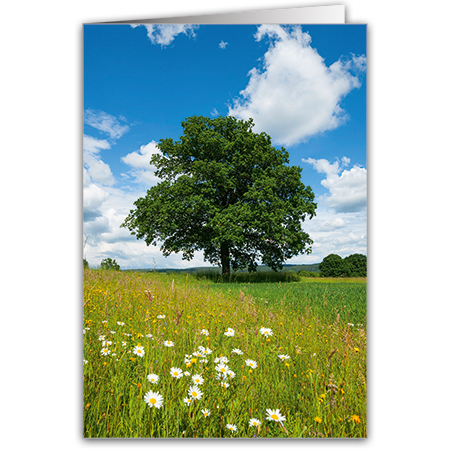  | Sommerwiese mit Eiche