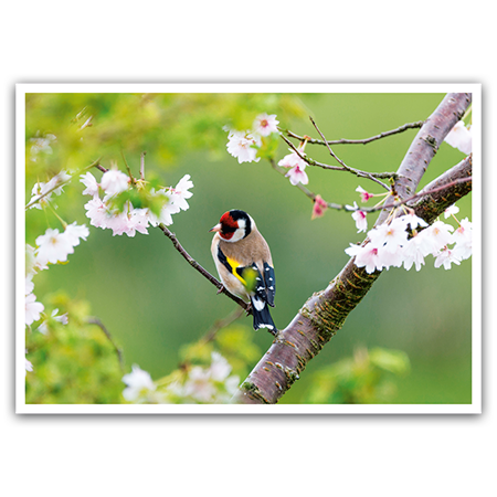  | Kirschblüte mit Stieglitz