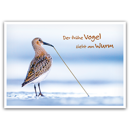 Der frühe Vogel zieht am Wurm | Der frühe Vogel zieht am Wurm