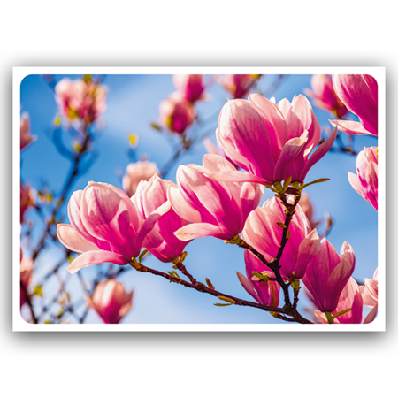  | Magnolie (Strukturkarton)