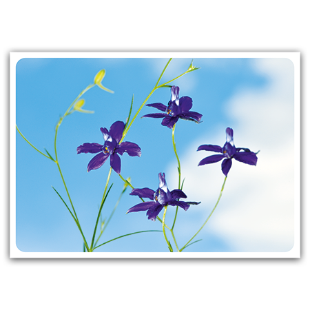  | Rittersporn im Wind (Strukturkarton)